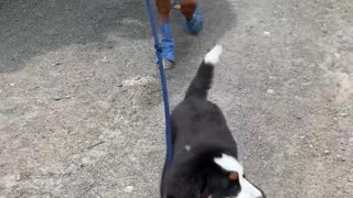 Puppy and Horse are Best Friends