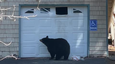 Tahoe Bear Break In
