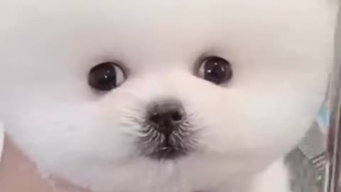 Cute white miniteacup Pomeranian puppy video.😘💖