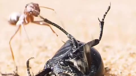 Ant vs Beetle
