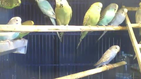 Beautiful parakeets enjoy a beautiful morning, gorgeous birds [Nature & Animals]