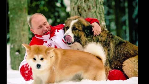 Putin's 7 Dogs