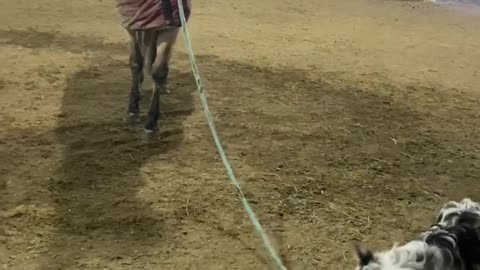 Pup Helps with Horse