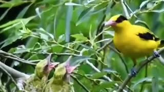 Wild bird life in nature