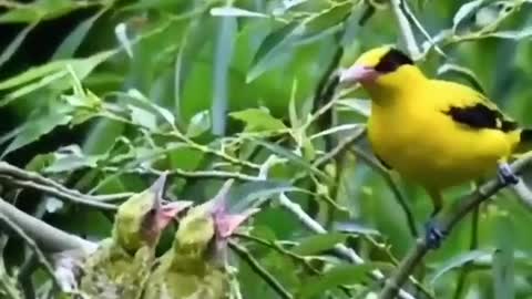 Wild bird life in nature