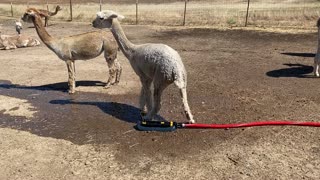 Alpacas Cool Off With Sprinkler