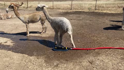 Alpacas Cool Off With Sprinkler