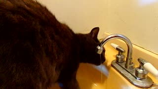 Water Bill; Fatcat: