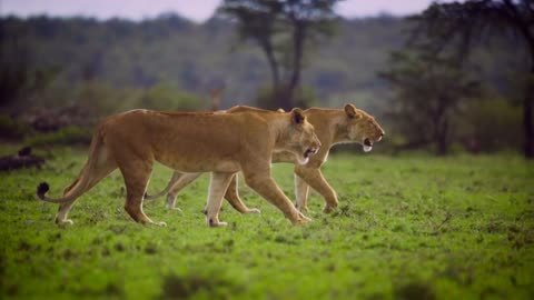 Harmony Amidst the Wilderness: Two Lions in the Green Kingdom"
