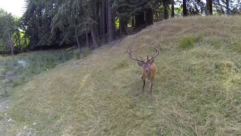 Curious Red Deer Fascinated By Hovering Drone