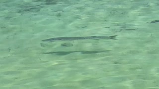 Barracuda at Dry Tortugas