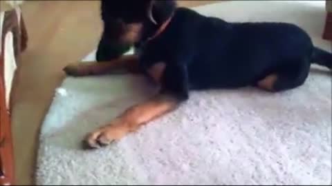 Adorable puppy decides to play with food