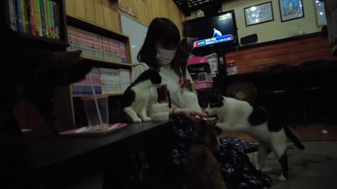 A cat cafe in Japan you must go