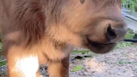 Niu Niu is eating watermelon. Have you seen it