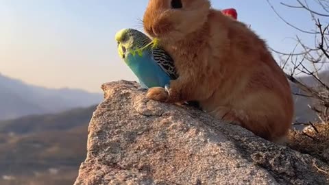 Beautiful rabbit playing|| rabbit and parrot