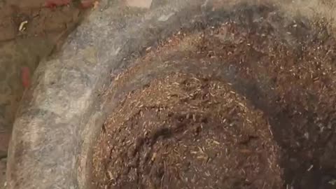 हरियाणा मे हुके का देसी तंबाकू कैसे बनाते है जानिए इस वीडियो me