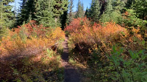 Oregon – Mount Hood – Trail Perspective of Vivid Fall Colors – 4K