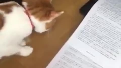 Cat scared of copy machine