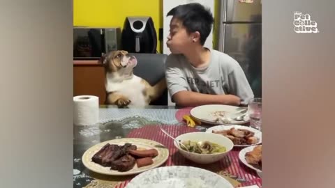 Hilarious Cat vs. Vacuum Cleaner Showdown