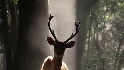 "Silent Hooves: The Enigmatic Beauty of Deer"