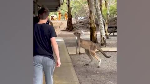 Kangaroo Attacks a Tourist