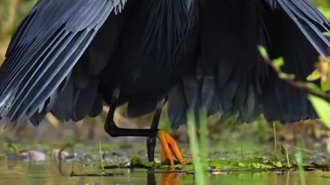 Performance of birds