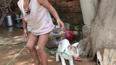 How a kitten settled in a village life