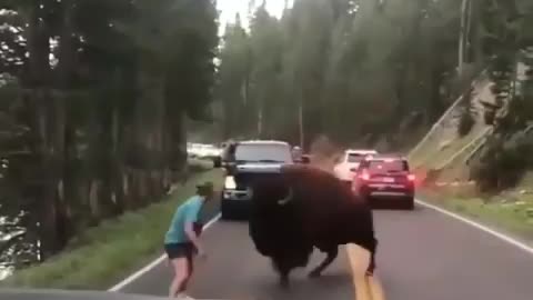 Bull fight