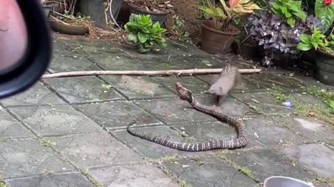 Thrilling fight between cobra vs mongoose