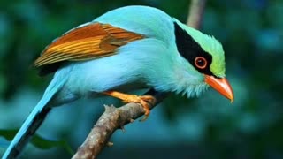 exotic birds 🐦 colorful and beautiful nature