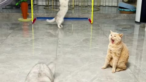 Funny cats video