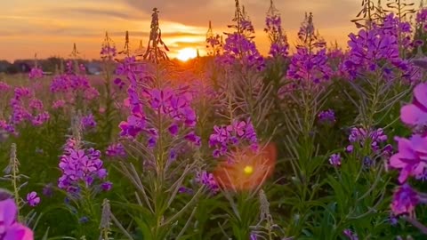 Beautiful sunset in natură