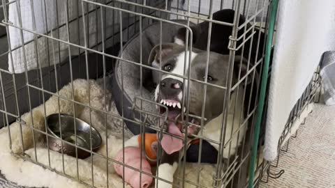 Dog in Kennel Turns Derpy After Neuter Surgery