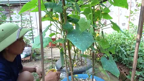 growing cucumber for beginner with many fruits