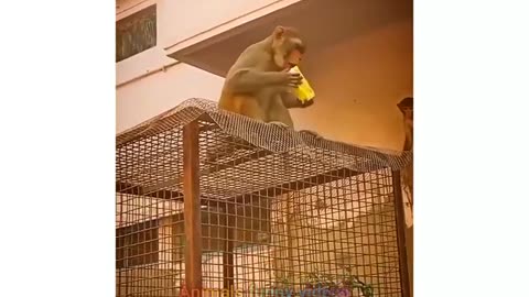 Monkey Funny Compilation Videos 2023 | Funny Monkey Videos | Animal Funny Videos #animals #shorts