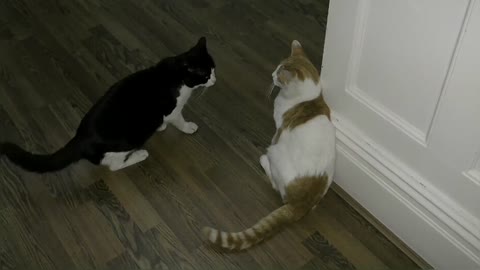 Crazy Cat Fight