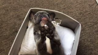 Cute Dog Enjoys Human Food on a Fork