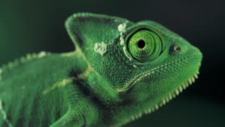 Closeup video of a green chameleon