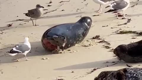 Injured seal gets the unfortunate attention of a ruthless group of beach gulls