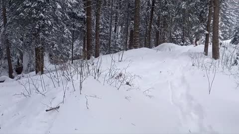 Guy Snowboarding in Forest Failed His Jump but Nailed His Landing With a Front Flip