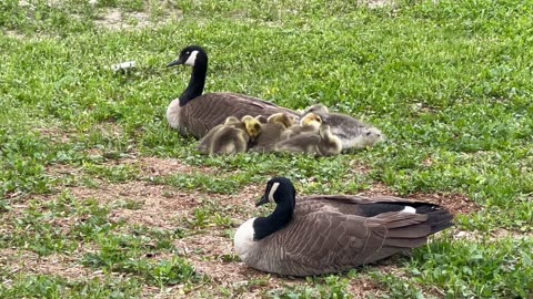 Goslings at the plaza