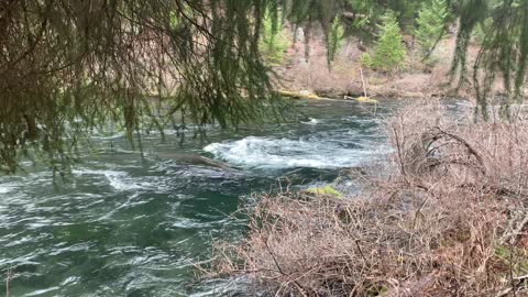 Hiking the East Side of Metolius River – Central Oregon