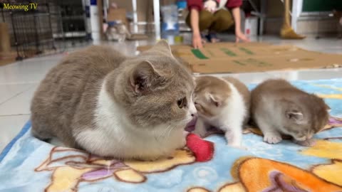 Adorable kittens always receive attention from the cat family