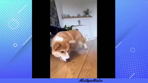 Prepare for an adorable overload - Funny Dogs