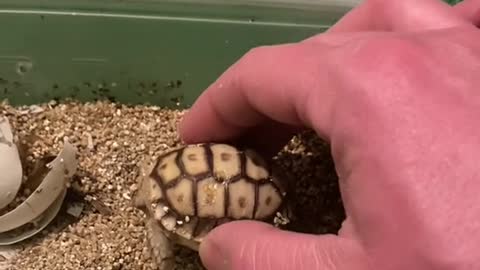 What’s This Weird Thing Under The Baby Tortoise