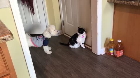 Cat is trying to defend