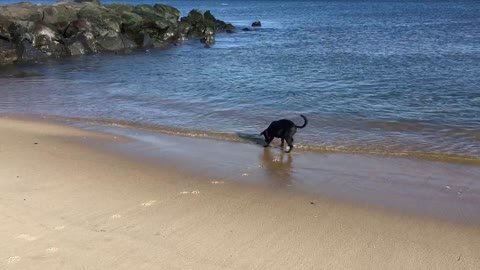 Brilliant Dog plays Fetch with Ocean