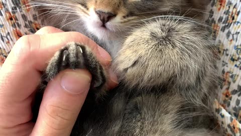 A Delightful Journey into Kitten Cuteness