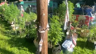 Marijuana seven feet high 30 gallon containers pure Michigan/ Middle