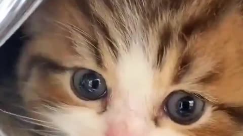 Precious Purrfection! Adorable Kitty Will Steal Your Heart
